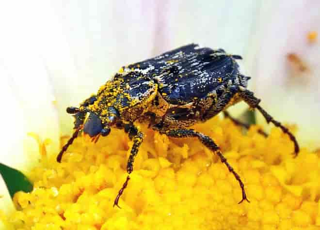 昆虫図鑑・ヒラタハナムグリ